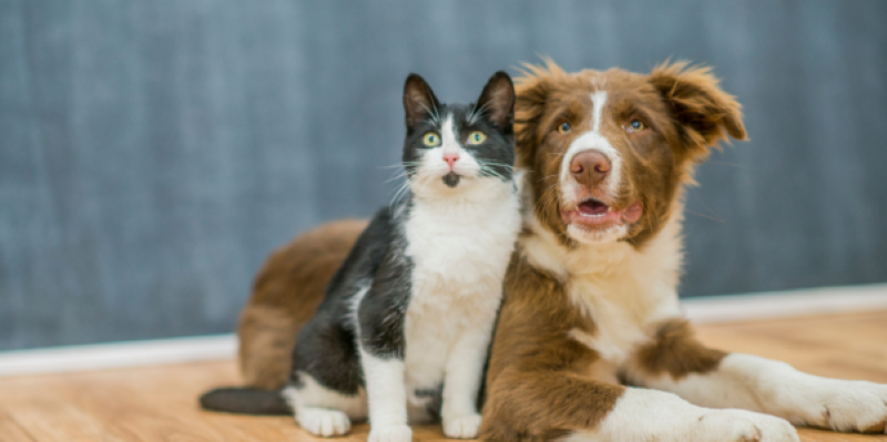 Experts Reveal The Perfect Temperature For Our Household Pets & How To Achieve It